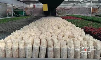 疫情防控不误科研!市农科院科技人员也在备春耕
