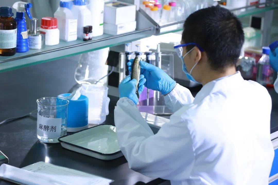 白虾这条虾很可爱!海大集团副总裁江谢武6000字讲透种虾、育苗和养殖