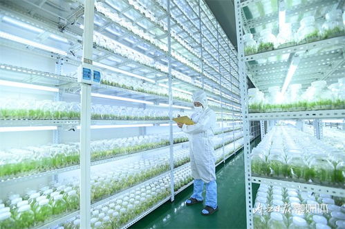 科技感拉满 内江东兴区科技育苗助力天冬产业发展