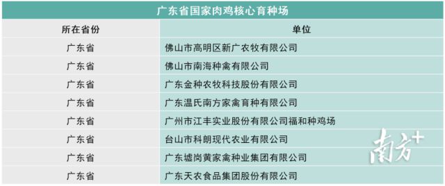 咕咕鸡闪耀广州塔!广东优质鸡的实力原来这么强
