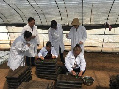 凤凰人才助推昭通苹果种业科技提升
