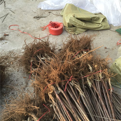 【萨姆樱桃苗价格、蜜浓樱桃树苗基地】- 