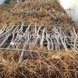 批发罗亚明樱桃树苗基地