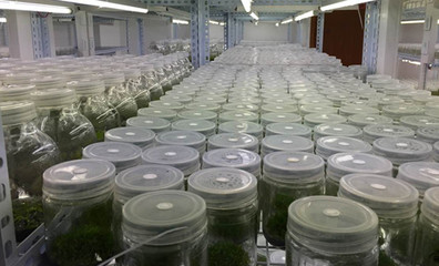 西甜瓜所成功育成白芨苗