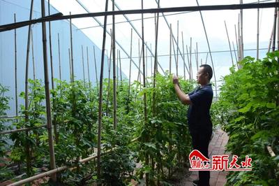新天水-【强信心 看发展】科技赋能育良种 洋芋结出“金蛋蛋”