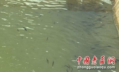 罗平老区镇:打造现代化水产养殖产业园 推动渔业养殖产业高质量发展