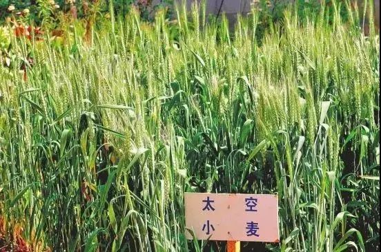 太空育种,也称空间诱变育种,是将农作物种子或试管种苗搭载.