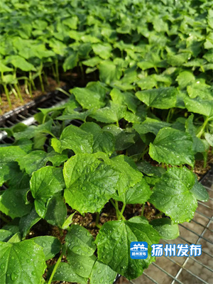 高科技赋能蔬菜种植工厂化一年育出500万株"致富苗"