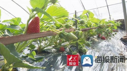 乳山寨镇 对接威海科研部门 解决草莓育苗难题