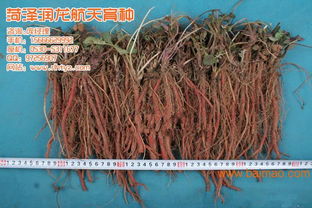 菏泽润龙航天育种 丹参种苗 特价批发,菏泽润龙航天育种 丹参种苗 特价批发生产厂家,菏泽润龙航天育种 丹参种苗 特价批发价格