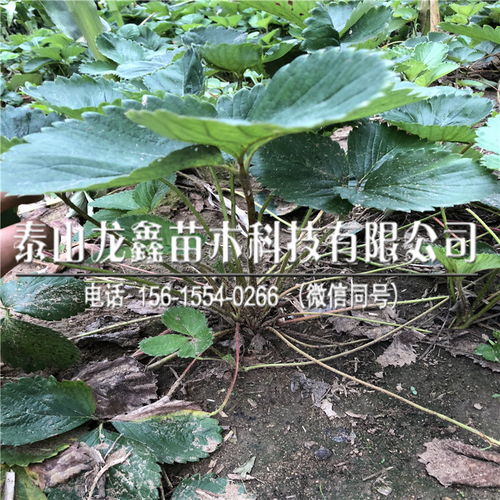 广州