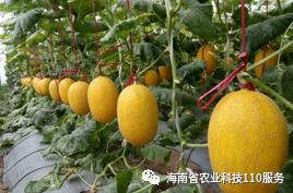 国家南繁科研育种基地历经63载发展向世界发出中国种业强音 海南 有种 ,南繁好样的