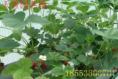 佐贺清香种苗 脱毒草莓苗 高纯度佐贺清香草莓苗|果树小苗|绿化苗木|供应信息|597苗木网