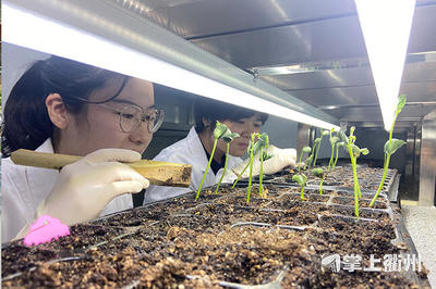 12粒种子在太空遨游3个多月 衢州"上天"的鲜食大豆种子出苗了