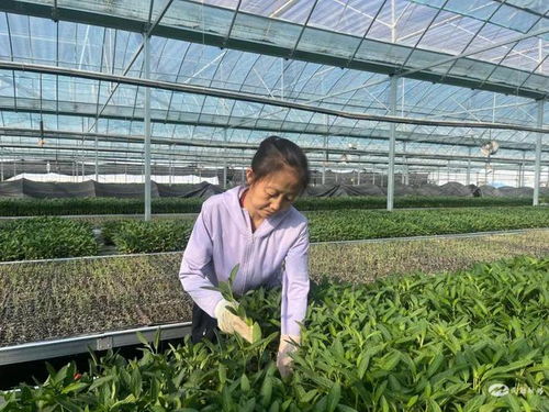 民勤 育苗1200万株 全力保供秋茬人参果定植