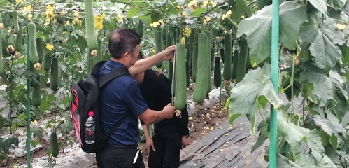 中国(重庆)首届丝瓜种业博览会在合川举行