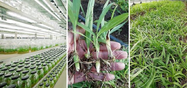 白芨种植技术大全-白芨市场及白芨种苗类别