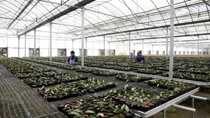贵州喀斯特中药民族药野生资源保护与利用研究中心成立助推关岭中药材产业高质量发展