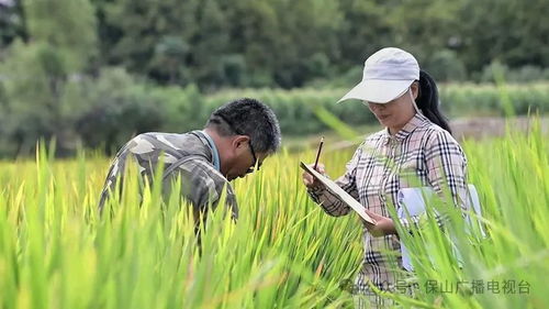 云南保山 这粒种子不一般,跟你我都有关