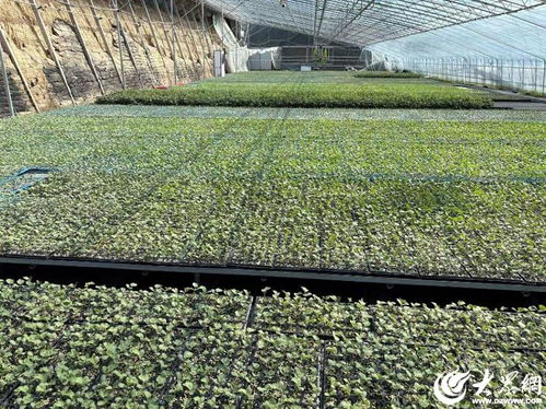 潍坊昌乐培茁种业 数字赋能, 慧 就现代农业 新蓝图