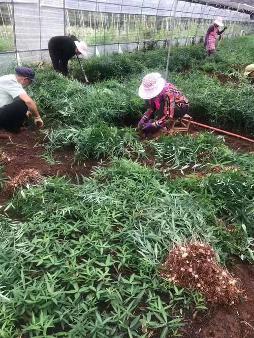 云南春信农业黄精种植有哪些优势