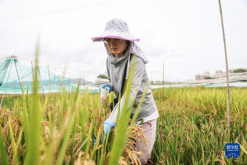 把种子牢牢攥在自己手里 南繁科技创新助推种业振兴见闻记