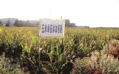 农科苑 吉林省农业科学院代表性成果