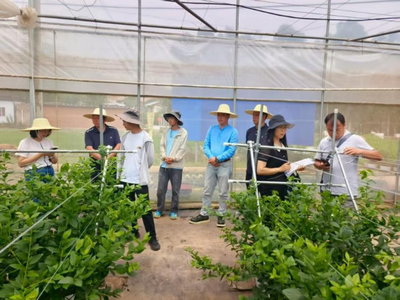 昆明市农业农村局开展蓝莓种苗生产经营情况调研及新品种权保护指导服务工作
