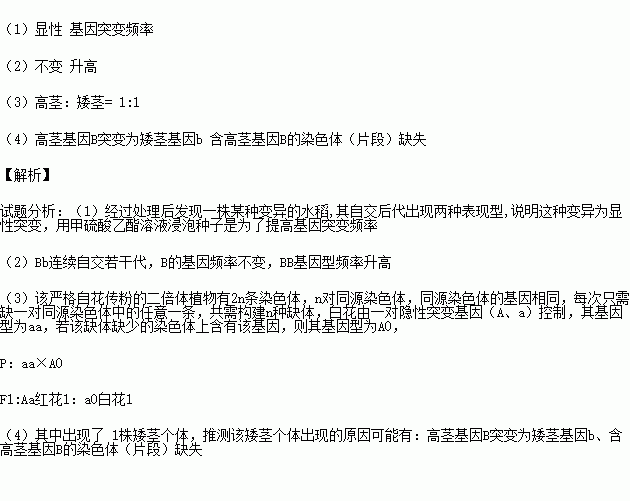 科研人员用杂交育种培育出了水稻对矮茎 b 为显性.请回答下列问题 ⑴育种专家为获得更多的变异水稻亲本类型.常先将水稻种子用甲硫酸乙酯溶液浸泡,再到大田中种植.经过处理后发现一株某种变异的水稻