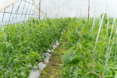 青浦区香花桥街道这家合作社的小番茄上市啦!