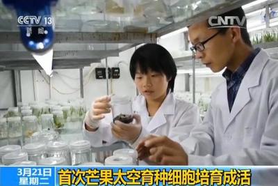 世界首次!中国芒果太空育种细胞成活(图)