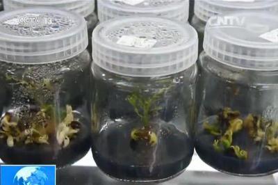 世界首次!中国芒果太空育种细胞成活(图)