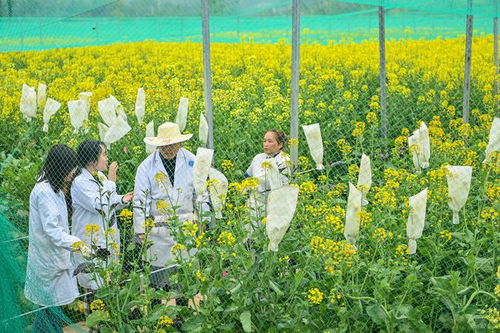 图片新闻 多彩油菜花盛开,科研育种忙