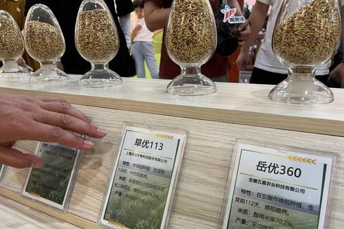 种业大县 建宁 沪明合作攻关科研育种,技术难点这样突破