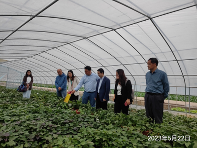 强强联合!石家庄慧谷农业与江苏省农业科学院粮食作物研究所签订甘薯联合育种协议!