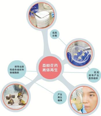 科技周刊 | 分子育种闯入荔枝竞品赛道