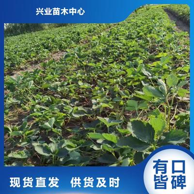 草莓苗