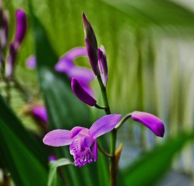 白芨又名连及草、甘根白给箬兰朱兰,用于收敛止血消肿生肌