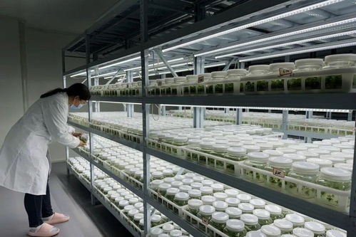 曾随 神舟 飞天 首批山桐子 太空种子 在云南育苗成功