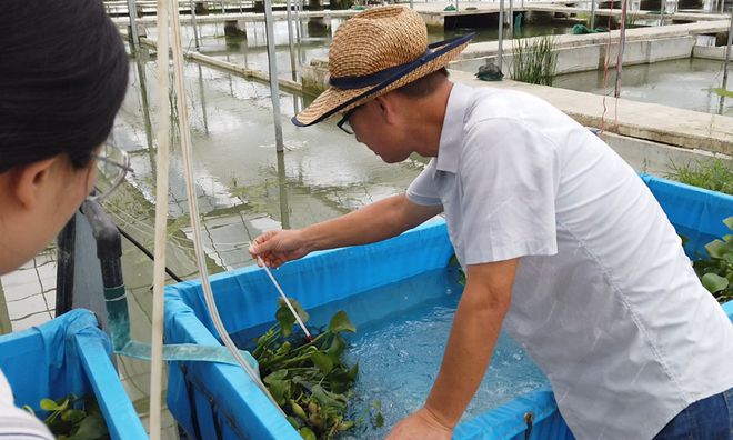 身价大涨 小龙虾何以跳过龙门？科研育种赋能种苗升级