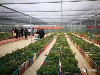 厉害了！博白万亩香樟种植示范基地 科研育种赋能种苗产业