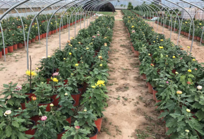 上海菊花苗基地的科研育种之路