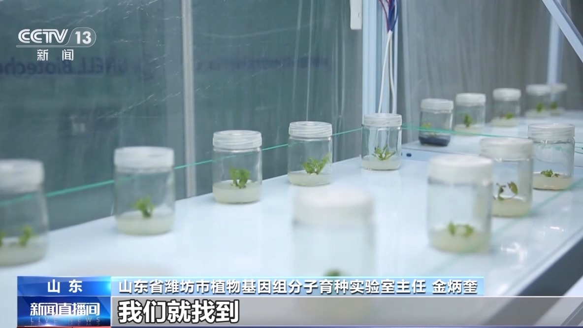 从种到收，又甜又脆的小西瓜这样走进果篮子