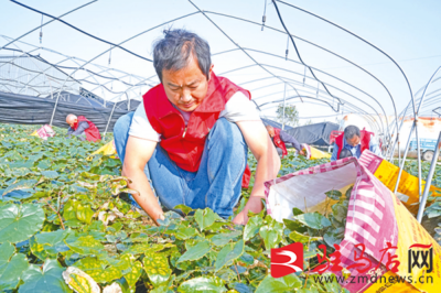 平舆中药材种植 袋装种子销售助农增收新路径