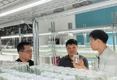 屏山县开展科技服务 三区科技人员助力种苗科研育种