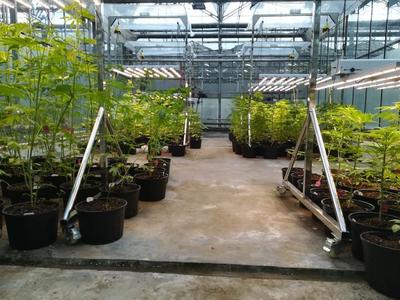 90后博士实验室种大麻 科研育种探索工业大麻的合法边界
